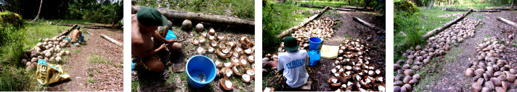 Images of a man making tropical backyard copra