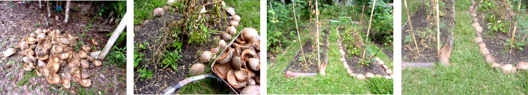 Images of coconut husks used to border tropical backyard
        garden patches