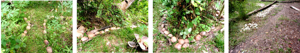 Images of coconut husks from copra production used in
        tropical backyard garden