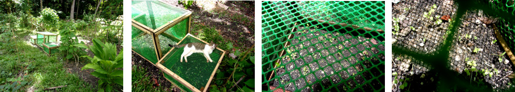 Images of tropical backyard garden frames protectimng
        seedlings from chickens