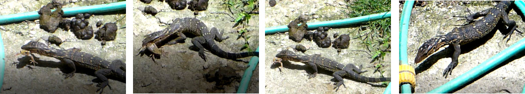 IMages of montor lizard eating frog in
        tropical backyard