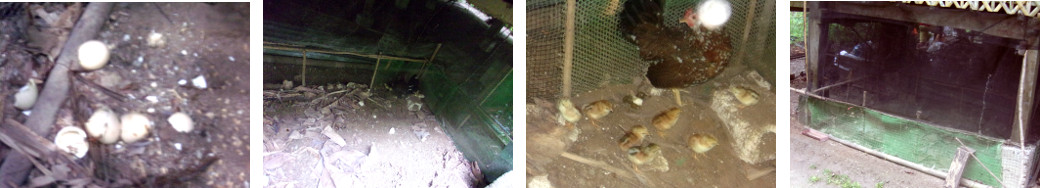 Images of chicks newly born under tropical house
