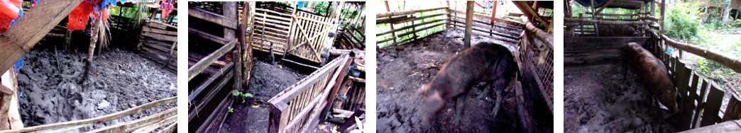 Images of tropical backyard boar moved
        to another pen