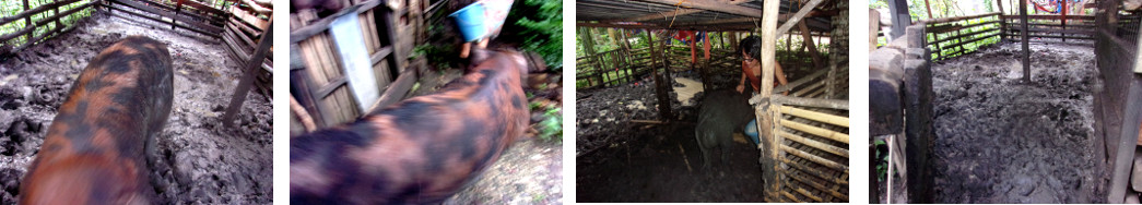 Images of tropical backyard boar being moved to new pen
        after flooding