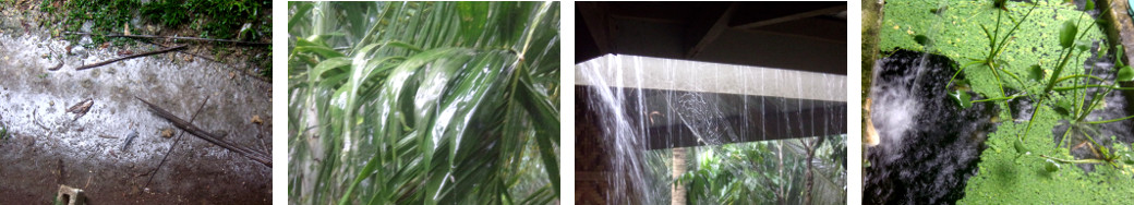 Images of tropical rain
