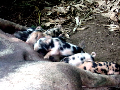 Images of tropical backyard piglets
        suckling
