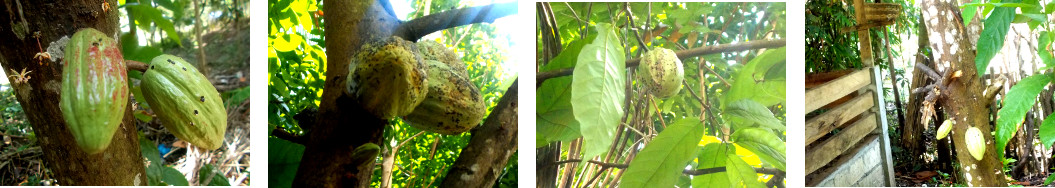 Images of pods of various sizes
        growing on the cacao tree