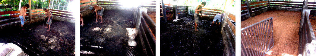Images of tropical backyard boar's penj
        being cleaned up