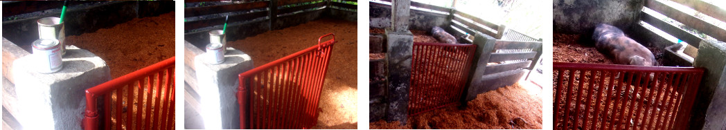 IMages of tropical bckyard pig pen after repainting
        gates