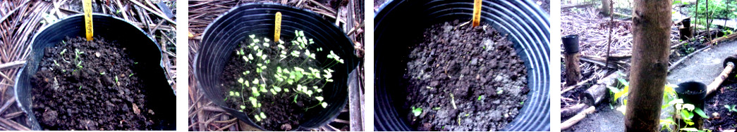 Images of seedlings in pots in tropical garden after
        heavey rain
