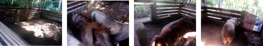 Images of tropical backyard Boar and Sow split up,for
        the night
