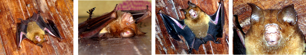 Images of bat killed by cat