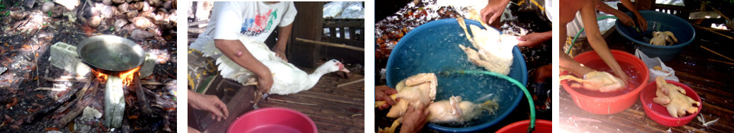 Images of tropical backyard ducks
        being prepared for eating