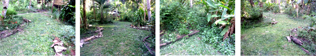 Images of newly cut grass areas in
        tropical backyard