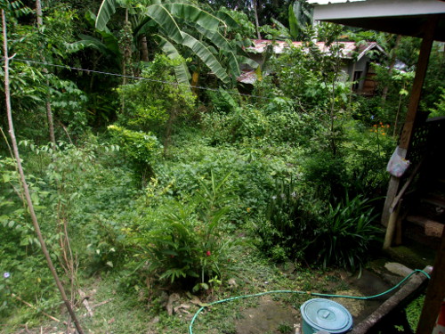 Image of tropical backyard, March
        2018