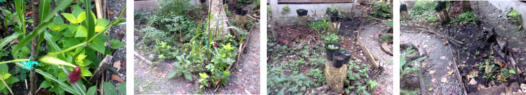 Images of tropical garden patch