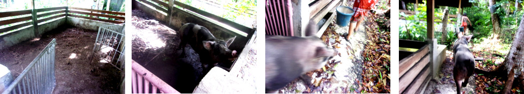 Images of tropical hbackyard sow being
        moved to a new pen