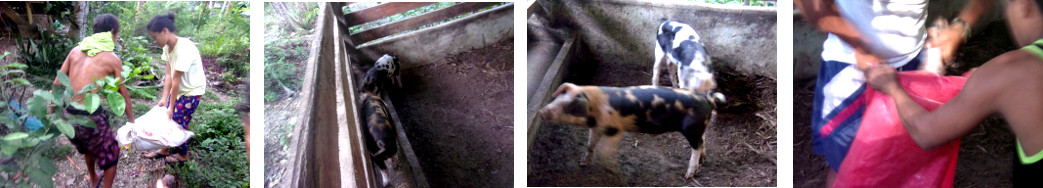 Images of tropical backyard piglets being caught