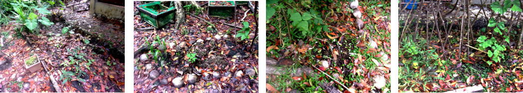 Images of transplanted Chaisme
        seedlings in tropical backyard garden