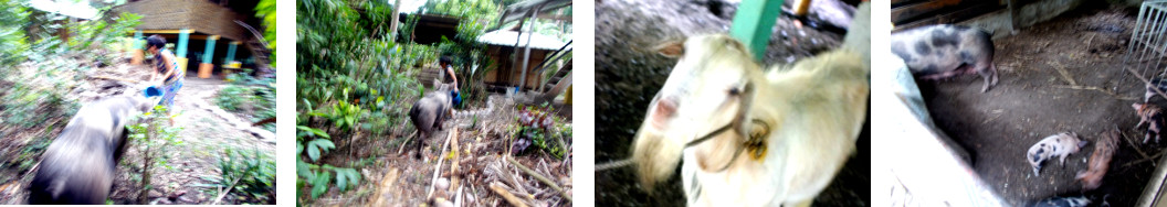 Images of attempt to move tropical backyard sow to new
        pen
