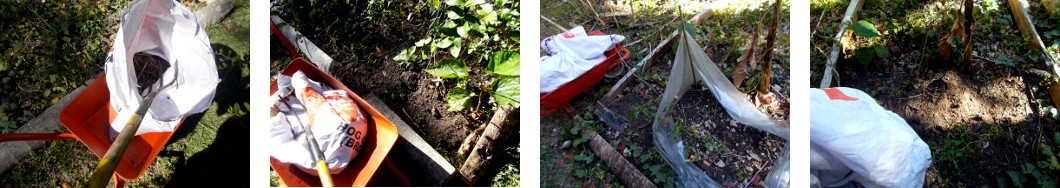 Images of compost from pig pen being
        put on tropical garden patches