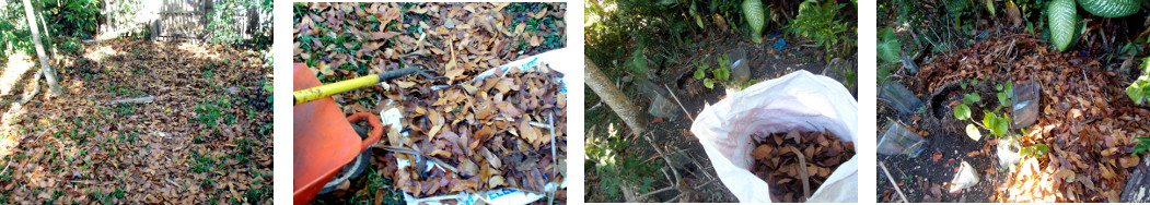 Images of fallen leaves in tropical
        backyard being redisitributed as compost on various garden
        patches
