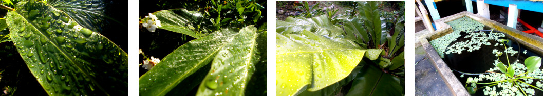 Images of early morning in tropical
        backyard after rain in the night