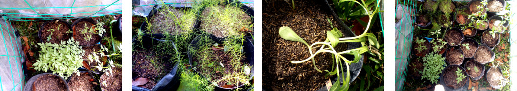 Images of seedlings sprouting in
        tropical backyard