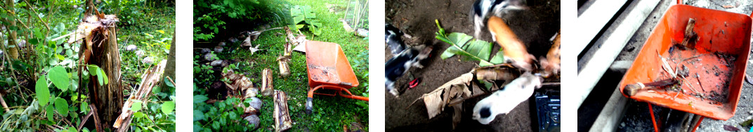 Images of unhealthy Banana Tree
        trimmed and fed to pigs