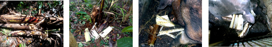 Images of banana tree trunk used as
        compost or fed to pigs