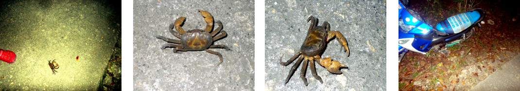 Images of crab crossing tropical road
        at night