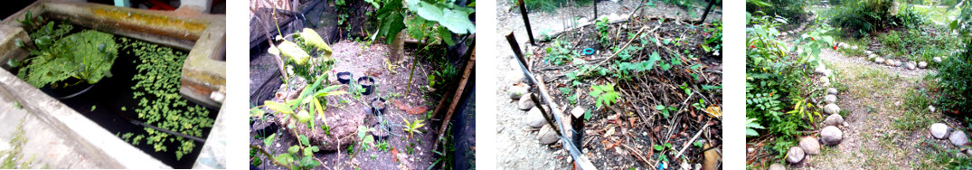 Images of tropical backyard garden
        drying out