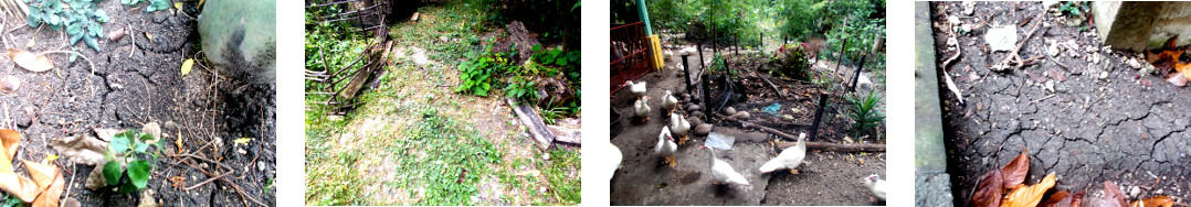 Images of tropical backyard garden
        drying out