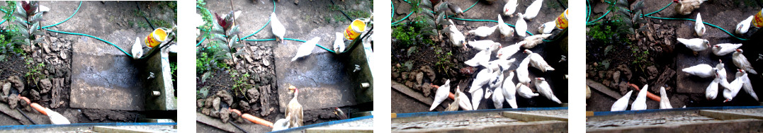 Images of tropical backyard ducks
        feeding