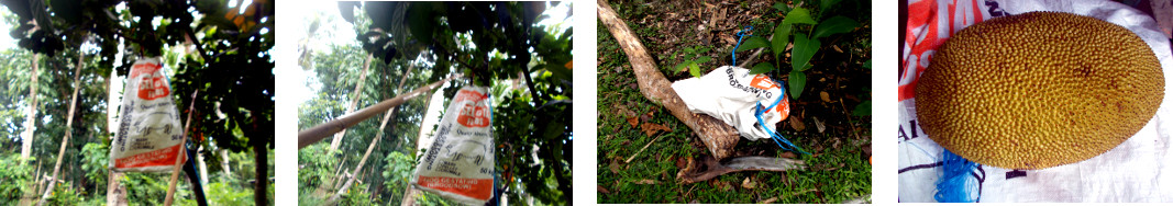 Images of Jack-fruit harvested in
        tropical backyard