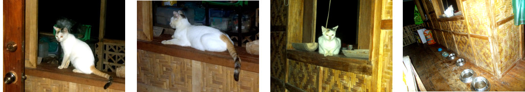 Images of lost cat briefly returning to tropical home
        before leaving again