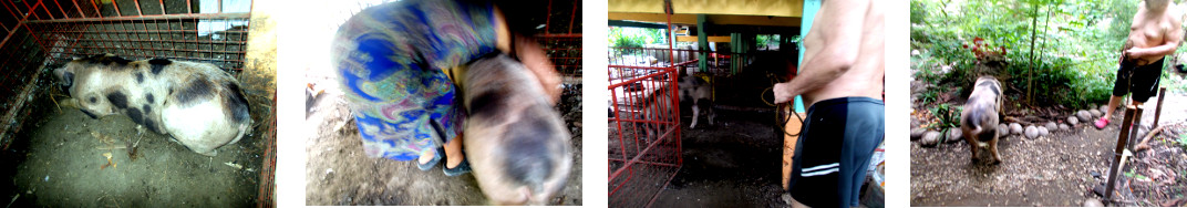 Images of trpical backyard pig
            being taken into the garden