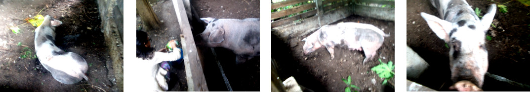 Images of sick tropical backyard
          sow