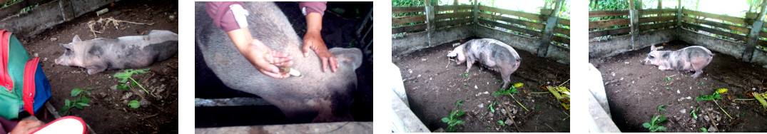 Images of sick tropical backyard sow
          getting an injection