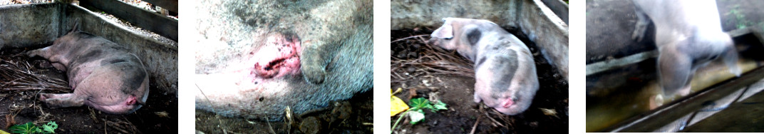 Images of sick tropical backyard sow a few hours after
        getting an antibiotic injection