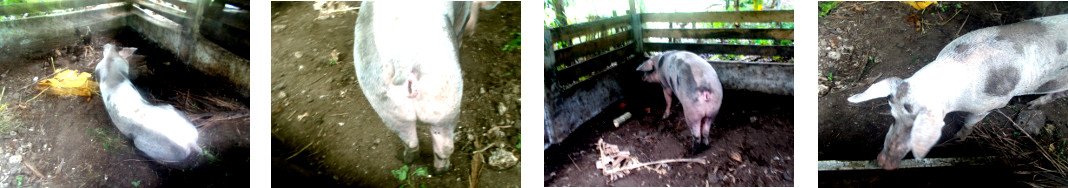 Images of sick tropical backyard sow