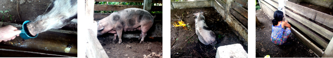 Images of sick tropical backyard sow being pampered