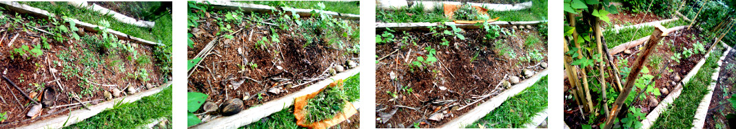 Images of tropical garden patch being prepared for
        planting and fencing