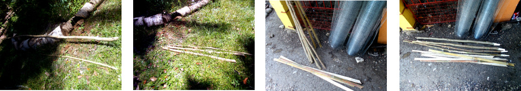 Images of posts prepared for protective fence in
        tropical backyard garden