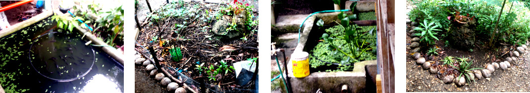 Images of afternoon in tropical
        backyard after rain