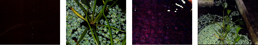 Images of night rain in tropical
        backyard