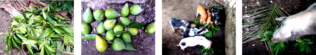 Images of night storm damage fed to
        pigs in tropical backyard