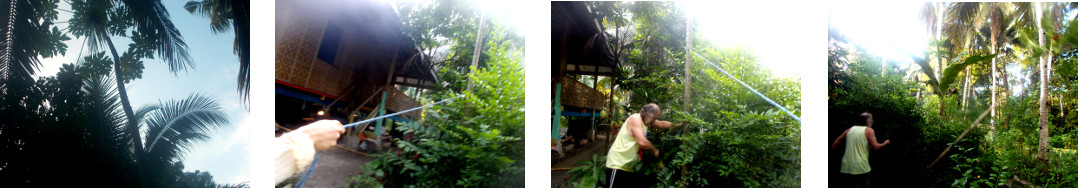 Images of papaya tree being chopped
        down in tropical backyard