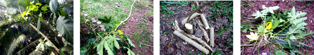 Images of papaya tree cut down to encourage growth
            of avocado tree