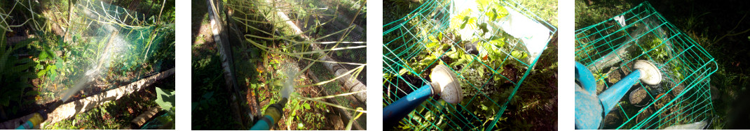 Images of selected areas in tropical
        backyard being watered